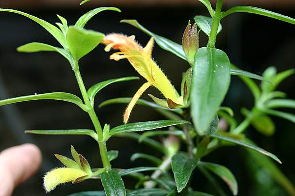 http://www.cloudjungle.com/CloudJungle/Gesneriaceae/Columnea/Columnea sylvia flower.jpg